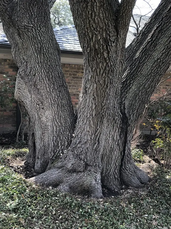 Mature heritage tree close to a Sackets Harbor property cared for by certified arborists